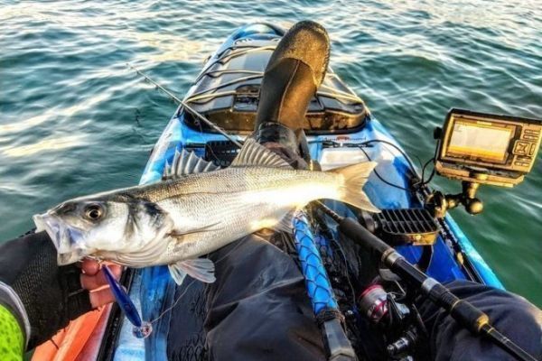 Pesca De Lubinas En Kayaks Con Peces Nadando Disfruta Del Final De La