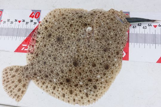 Turbot pris au lançon vivant