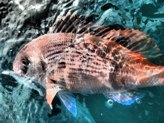 Privilégiez les photos dans l'eau pour relâcher vos prises le mieux possible.