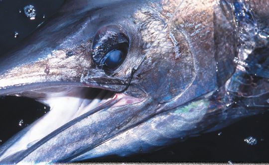 Un poisson piqué au coin de la bouche peut être relâché avec de très grandes chances de survie.