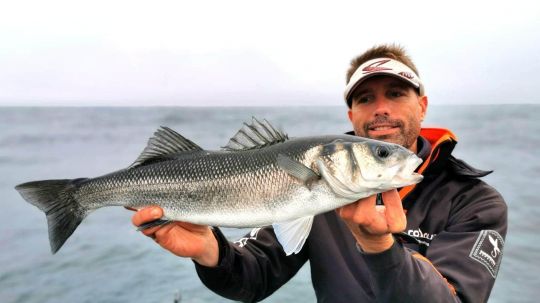 Les bars sont très réceptifs à la lame vibrante lorsqu'ils sont en activité.