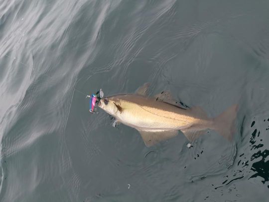 Les lieus peuvent suivre les lames pendant très longtemps avant de les attaquer sur une animation linéaire.