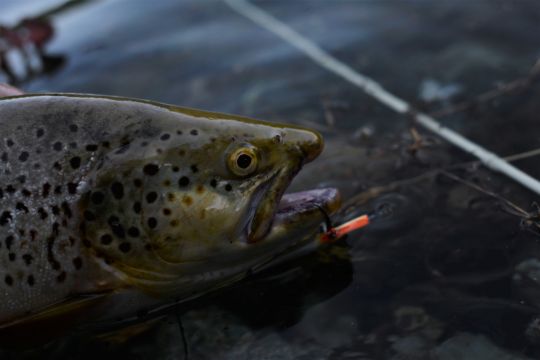Grosse truite sauvage au minnow coulant !