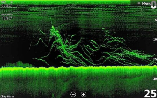 Les prédateurs développent des stratégies de chasse communes pour être efficace. Le banc est alors un outil !