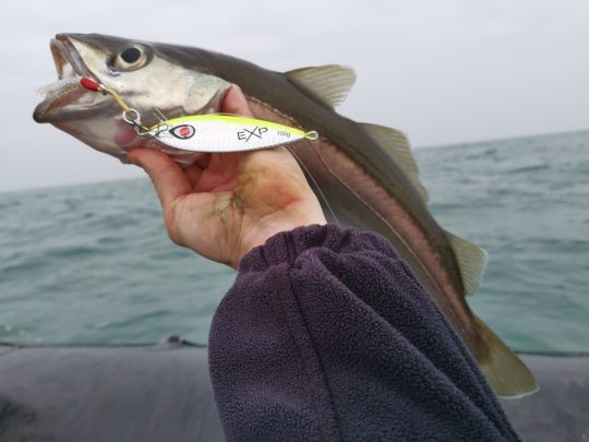 Dans un banc de poissons, laissez descendre un jig, vous serez vite renseigné sur leur identité !
