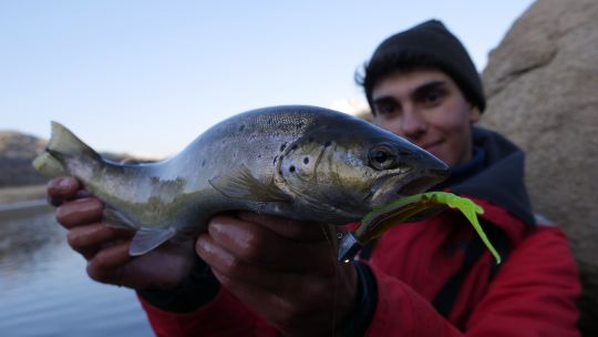 Bien animé sur une tête à darter, les finess font des ravages sur truites 