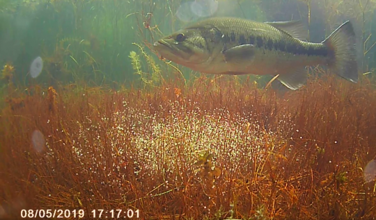 Mâle en pleine ventilation et surveillance (source : Joël Millet / Parc de Peyre)