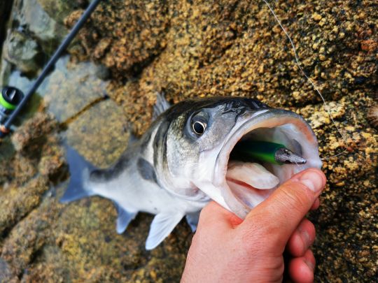 Una canne, une poignée de leurres et le tout est joué ! 