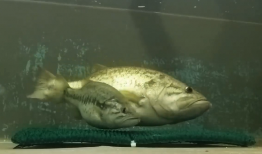 Avec des programmes de sélection, de reproduction et de rempoissonnements conséquents, la pêche sur les nids fait moins débats aux Etats-Unis. (source : Texas Parks & Wildlife)