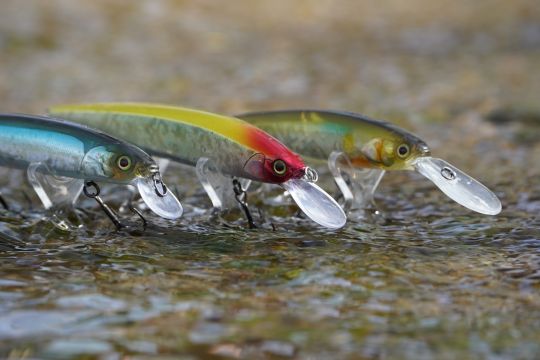 3 jerkbait minnows possédant chacun des bavettes de tailles différentes leur conférant des profondeurs de nage différentes. ©Thierry Lecouple