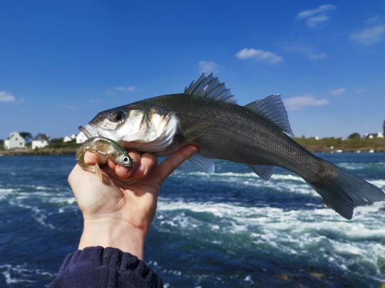 Il s'agit bien d'un spot à bars et non à truites! Sur les radiers choisissez parfaitement le poids de votre leurre, ici un black minnow 120 sur tête de 12g, pour avoir une dérive la plus naturelle possible au dessus du fond.