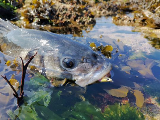 La tête shallow de 6g conçue pour le Black Minnow 120 est idéale pour les zones de goémon et de parcs à huîtres.