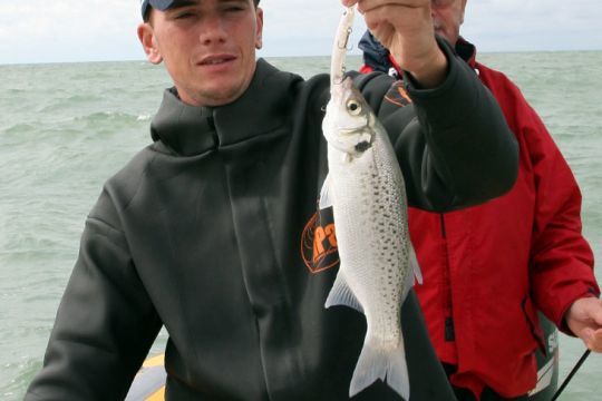 Bar moucheté pris au poisson nageur
