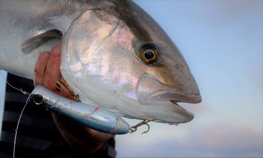 Un prédateur féroce