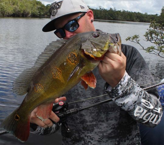 Peacock bass papillon, ou butterfly.