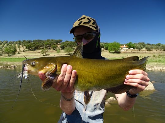 Un poisson au profil atypique 