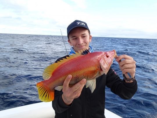 Un magnifique hogfish des îles canaries pris au slow jig