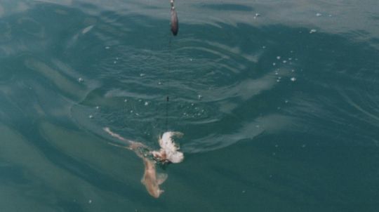 Doublé de roussettes