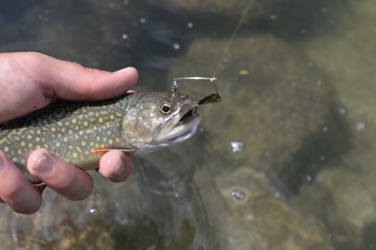 Le micro spinnerbait est très efficace sur les salmonidés