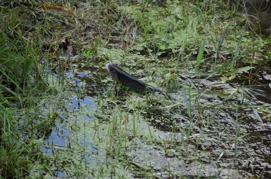 Un poisson qui représente un atout économique