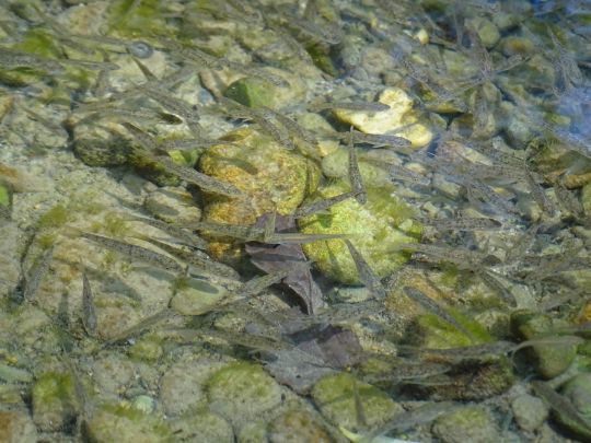 Petits ou gros poissons
