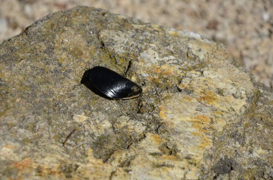 Glisser l'hameçon dans une moule entière