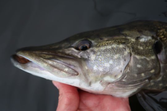 Les pores sensitifs et ligne latérale permettent aux broches de détecter leur proies de loin et/ou en eau trouble