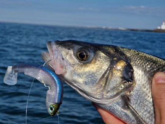 Une fois les poissons trouvés, le bon leurre et la bonne présentation, continuez à chercher autour. Les spots à proximité abritent sans doute aussi des bars !