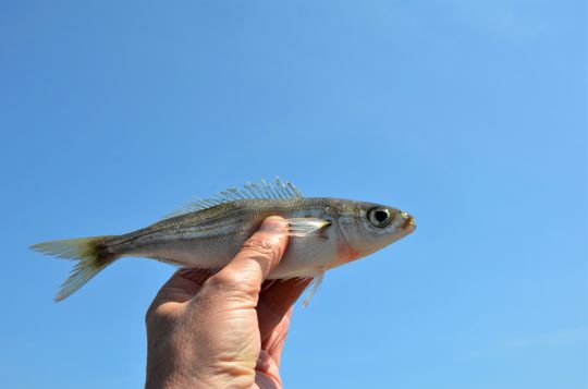 La bogue, pas toujours appréciée