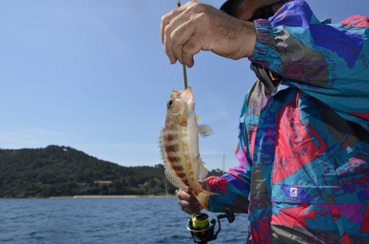 Pour les poissons de roche