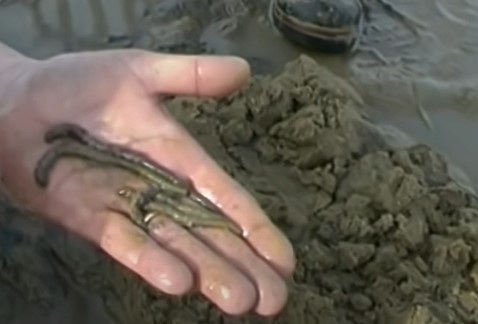 Récoltez vos vers, c'est moins cher