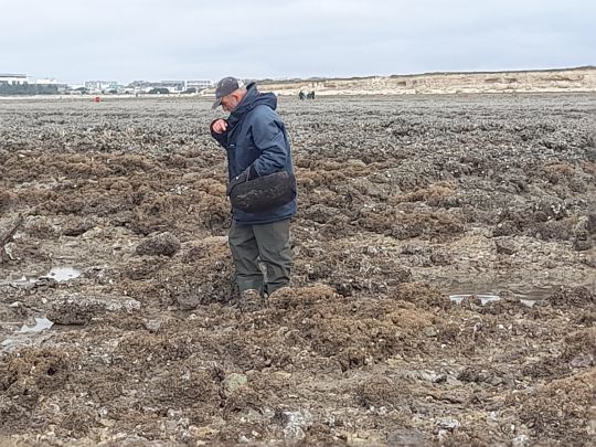 Récolte des coquillages à marée basse 