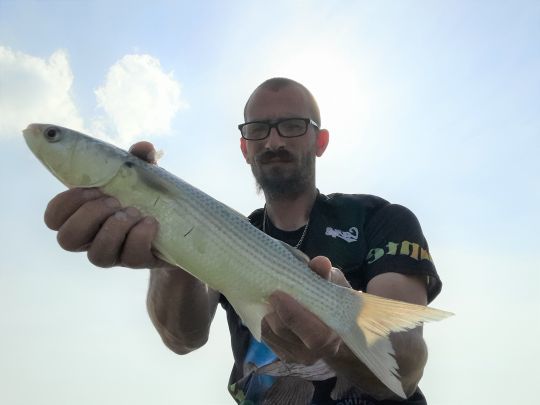 Le mulet apprécie les esches végétales et composées 