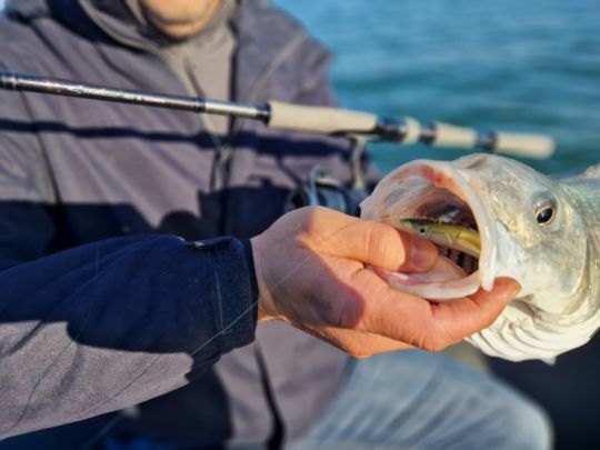 Lançon sur zone + Crazy Sand Eel = poisson assuré ! Ici un Crazy 150 mm cofré par un joli bar.