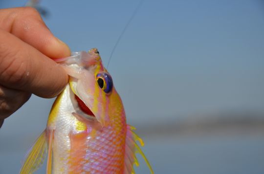 Trois lignes horizontales jaunes