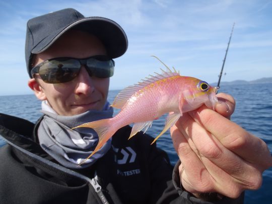 Anthias pris lors d'une partie de pêche à soutenir