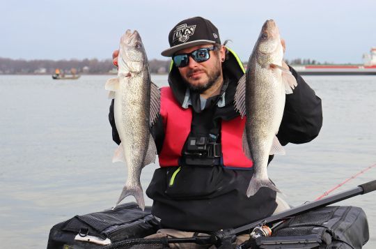 Le doré jaune a un comportement très similaire au sandre.