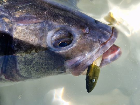Celui-ci trainait sur la zone après que la chasse se soit arrêtée. Un crazy Sand Eel 180 ramené en linéaire aura eu raison de lui!