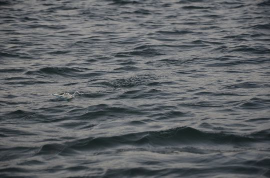Lors de l'accélération, le leurre fait des petits sauts hors de l'eau
