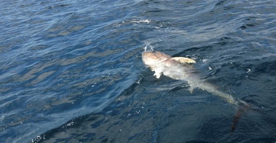 La pêche du thon au broumé