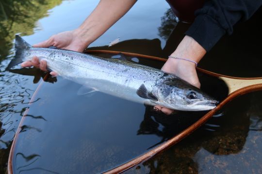 Dónde pescar salmón con mosca en Bretaña durante la temporada de verano?