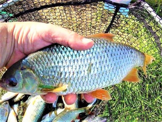 Les poissons blancs y vivent nombreux 