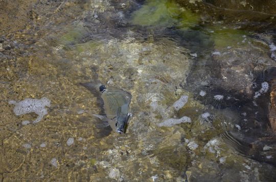 Une oblade prise au leurre dur