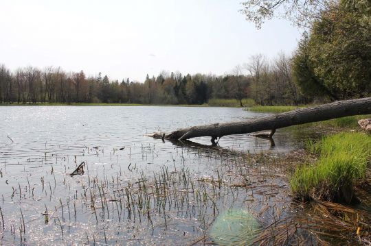 Le black-bass aime fréquenter les arbres submergés.