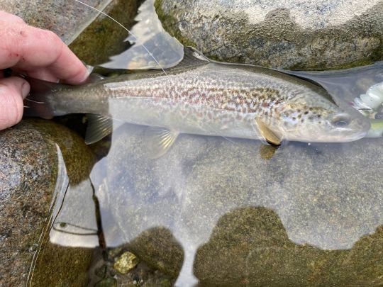 Une truite marmotta d'à peine plus de 20cm, piqué sur un leurre de plus de 8cm !! 