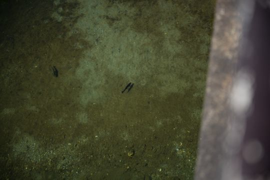 Les nombreux poissons visibles permettent de rapidement cerner le comportement des poissons.