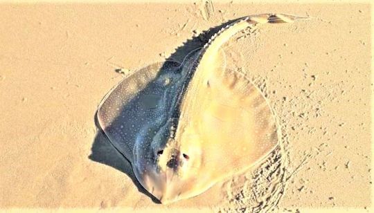 Tel un caméléon, la raie se confond parmi le substrat