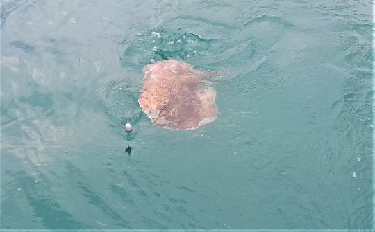 Raie prise sur un bas de ligne adapté