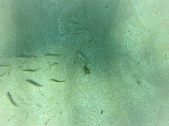 Le rombou, un poisson plat qui se cache dans le sable (Ã droite)