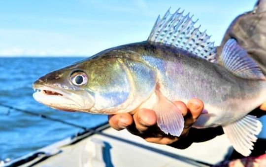 Les cuillères ondulantes sont des bonbons pour les sandres 